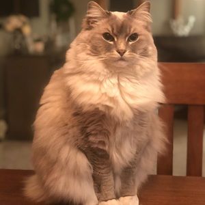 Meet your Posher, Tyler